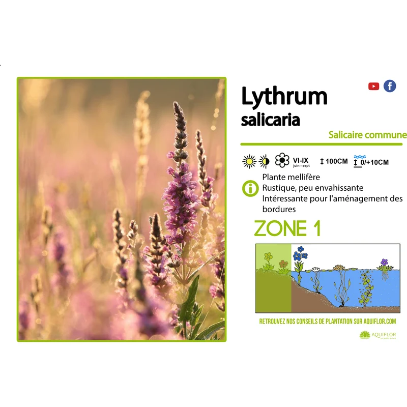 Lythrum Salicaria - Salicaire commune - Plante de berge - Par 3 pièces