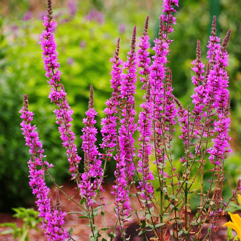 Lythrum Salicaria - Salicaire commune - Plante de berge - Par 3 pièces