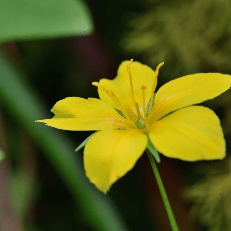 Lysimachia Nemorum - Lysimaque des bois - Plante de berge - Par 3 pièces