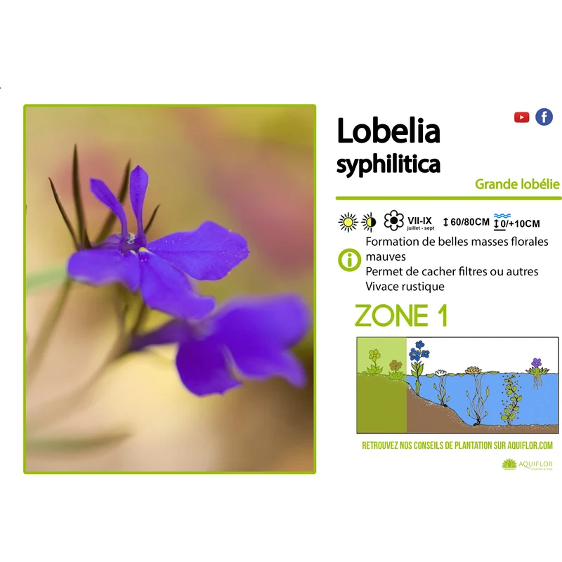 Lobelia Syphilitica - Grande lobélie - Plante de berge - Par 3 pièces