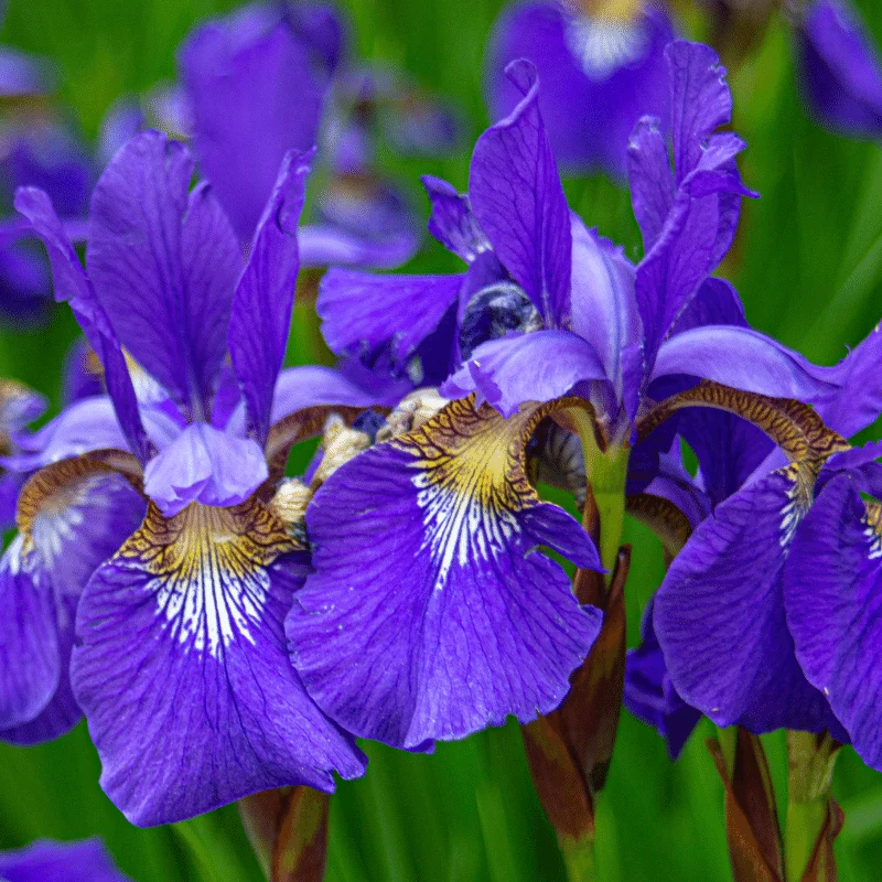 Iris Louisiana - Iris mauve de Louisiane - Plante de berge - Par 3 pièces