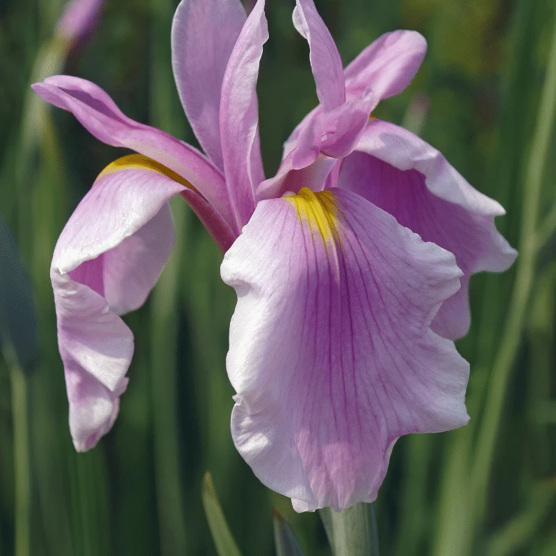 Iris Laevigata Rose Queen - Iris Rose - Plante de berge - Par 3 pièces