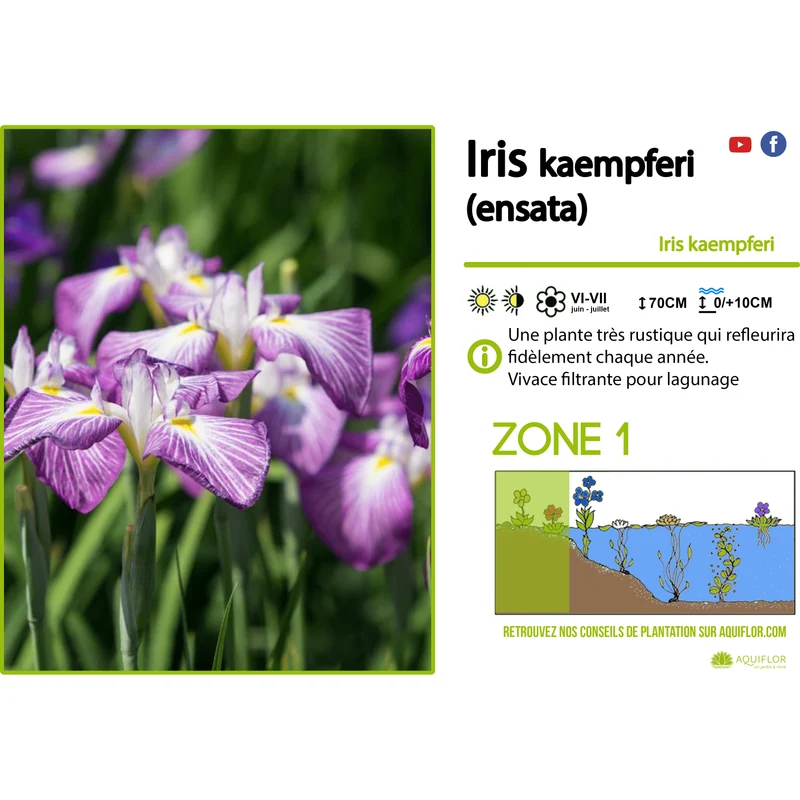 Iris Kaempfery (Ensata) - Iris mauve/blanc - Plante de berge - Par 3 pièces