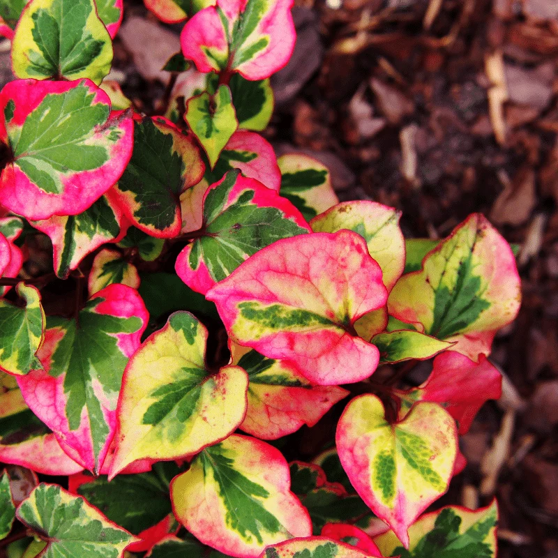 Houttuynia Cordata Chameleon - Poivrier de Chine 'Caméléon' - Plante de berge - Par 3 pièces