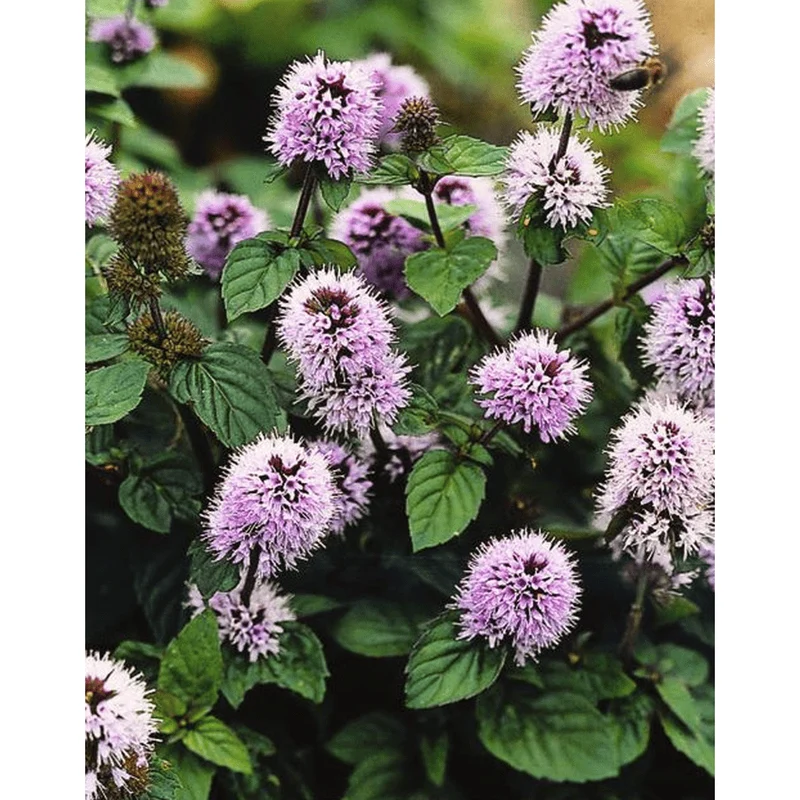 Mentha Aquatica - Menthe aquatique - Plante de berge - Par 3 pièces