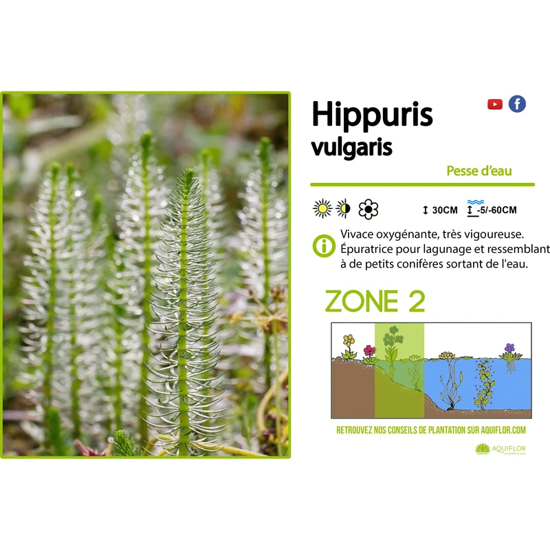 Hippuris Vulgaris - Pesse vulgaire d'eau - Plante oxygénante - Par 3 pièces