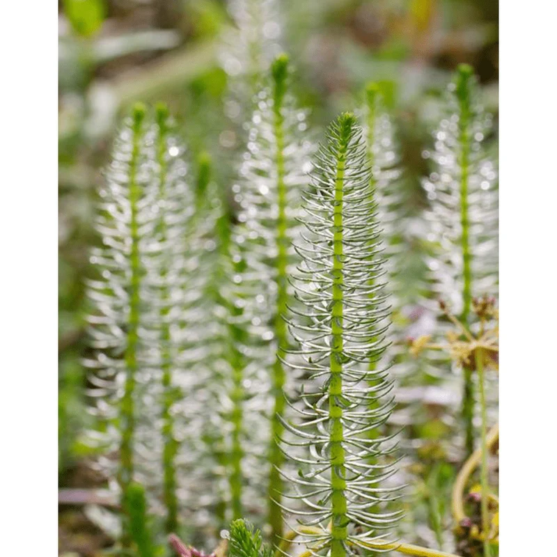 Hippuris Vulgaris - Pesse vulgaire d'eau - Plante oxygénante - Par 3 pièces