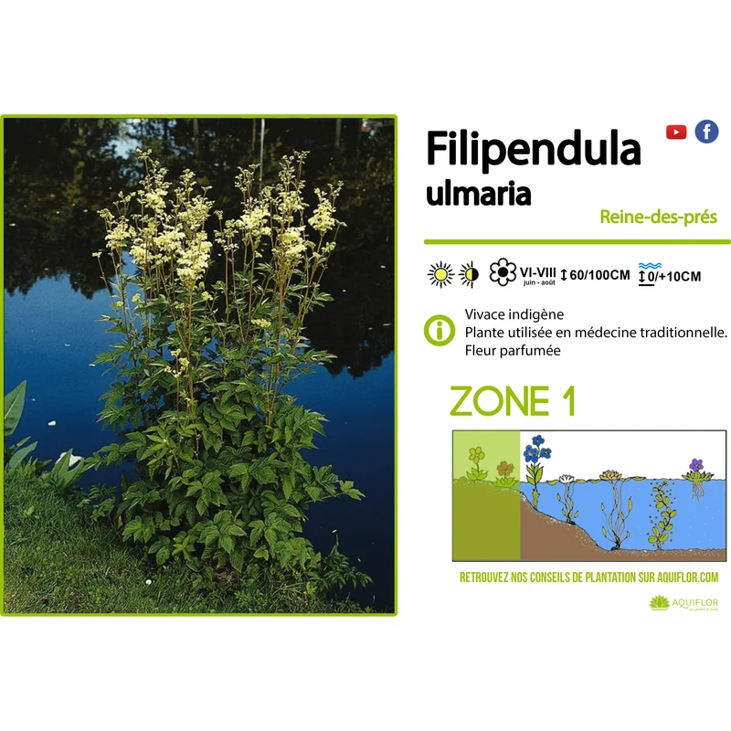 Filipendula Ulmaria - Grande Reine-des-prés - Plante de berge - Par 3 pièces
