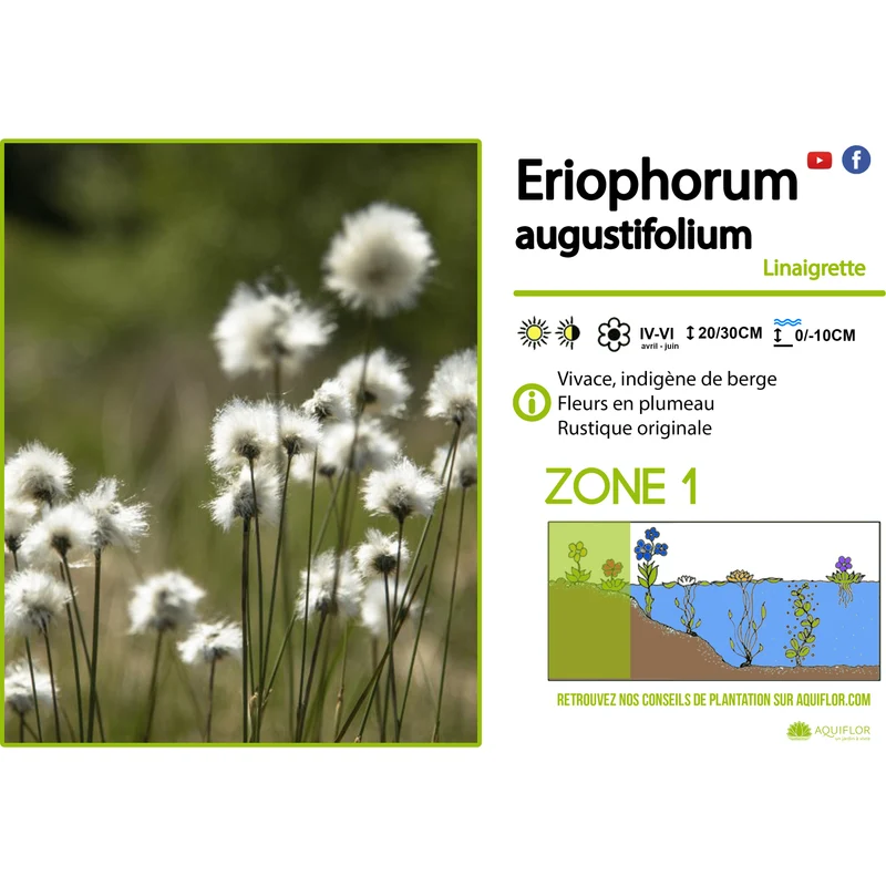 Eriophorum augustifolium - Linaigrette - Plante de berge - Par 3 pièces