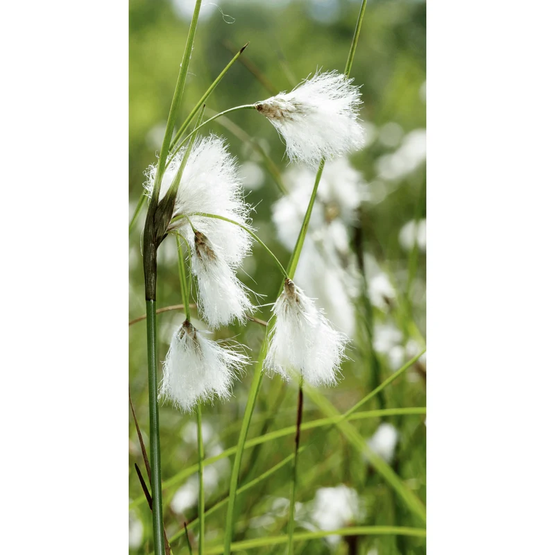 Eriophorum augustifolium - Linaigrette - Plante de berge - Par 3 pièces