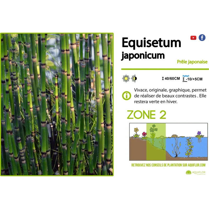 Equisetum japonicum - Prêle japonaise - Plante de berge - Par 3 pièces