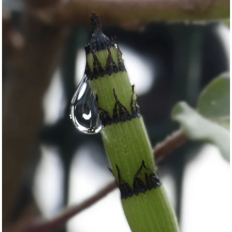 Equisetum japonicum - Prêle japonaise - Plante de berge - Par 3 pièces