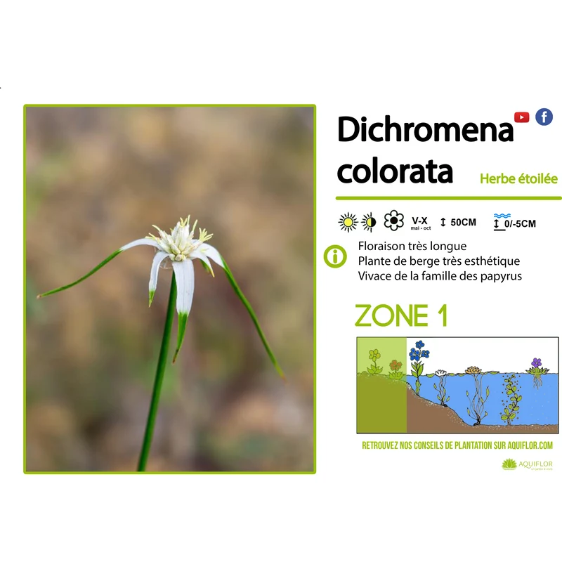 Dichromena colorata - Herbe étoilée - Plante de berge - Par 3 pièces