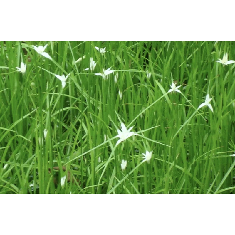 Dichromena colorata - Herbe étoilée - Plante de berge - Par 3 pièces
