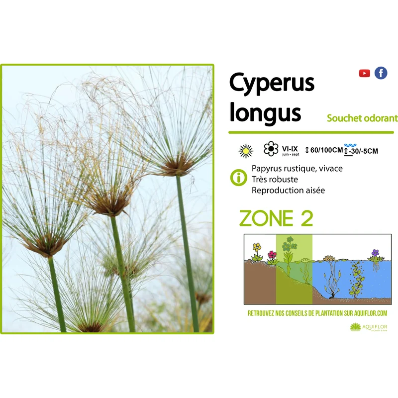 Cyperus longus - Papyrus commun indigène - Souchet odorant - Plante de berge - Par 3 pièces