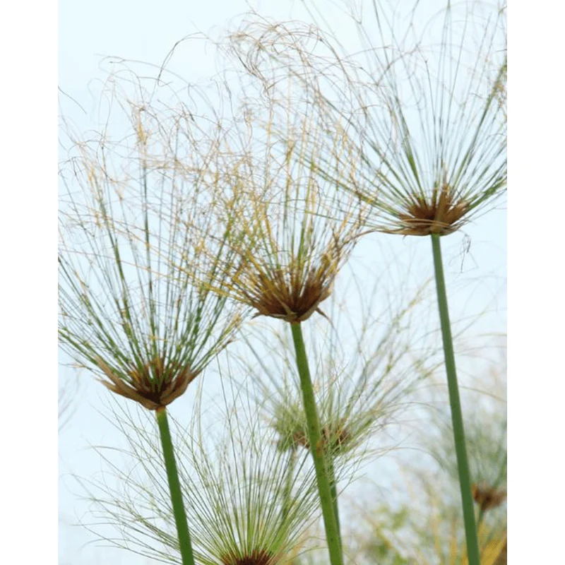 Cyperus longus - Papyrus commun indigène - Souchet odorant - Plante de berge - Par 3 pièces