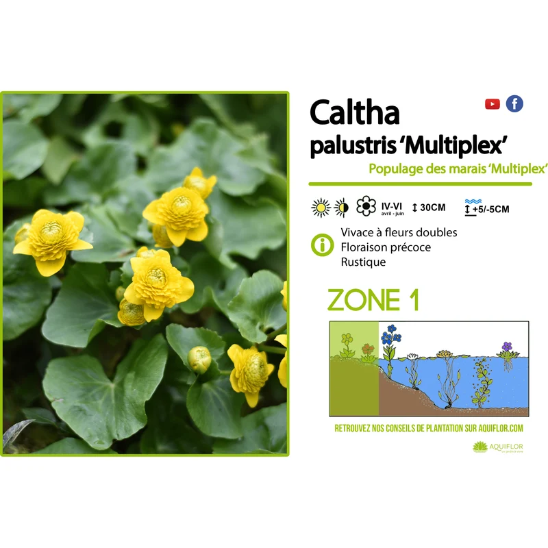 Caltha palustris ‘Multiplex’ - Populage des berges - Plante de berge - Par 3 pièces