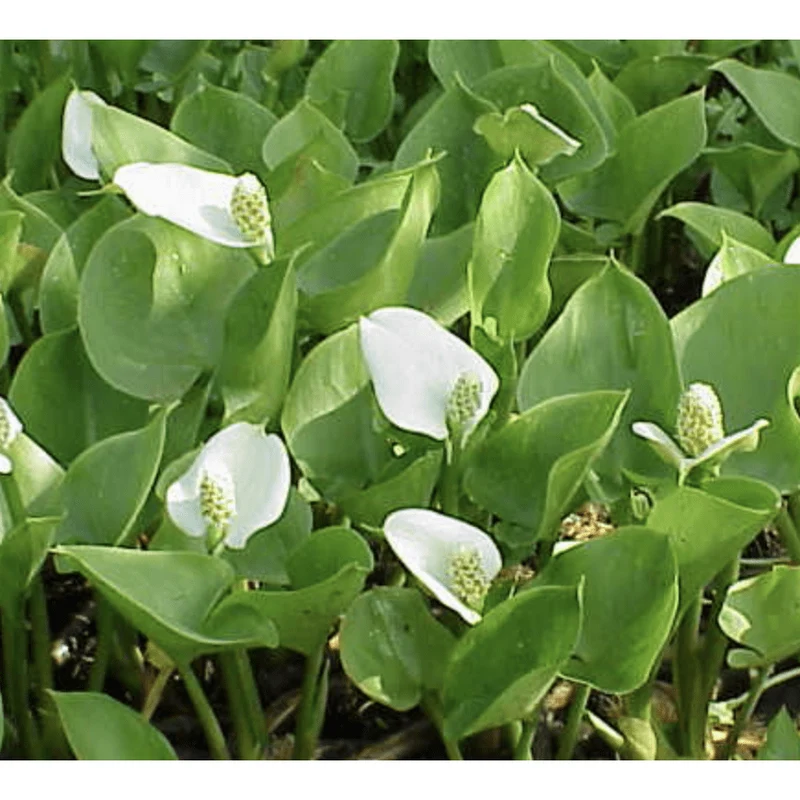 Calla palustris (Blanche) - Arum des marécages - Plante de berge - Par 3 pièces