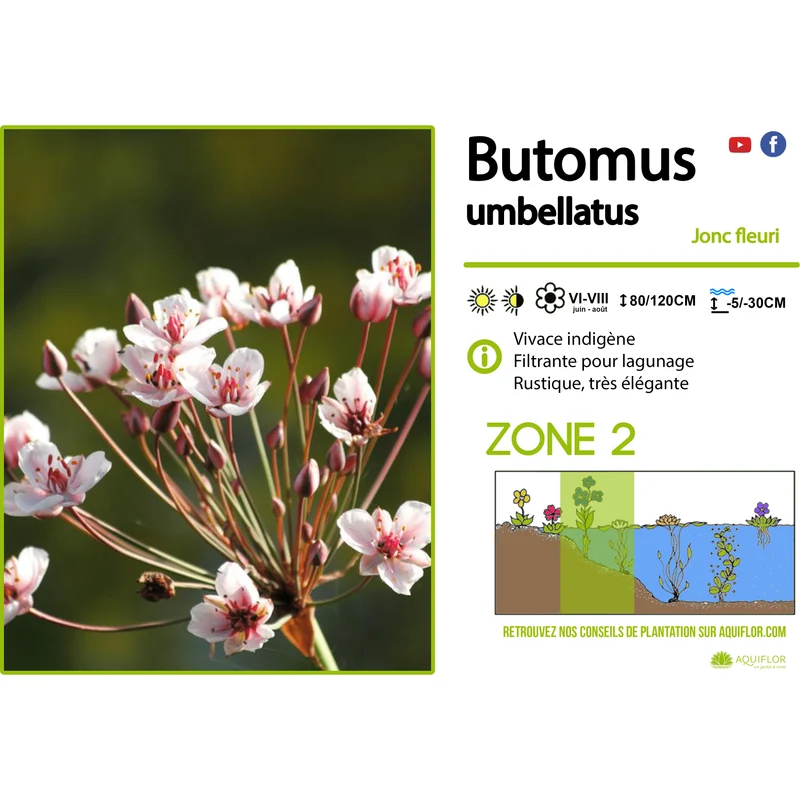 Butomus umbellatus - Jonc fleuri - Plante de berge - Par 3 pièces