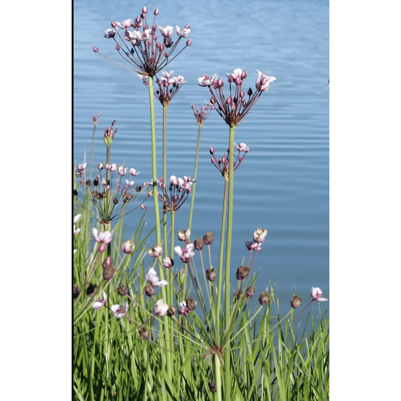 Butomus umbellatus - Jonc fleuri - Plante de berge - Par 3 pièces