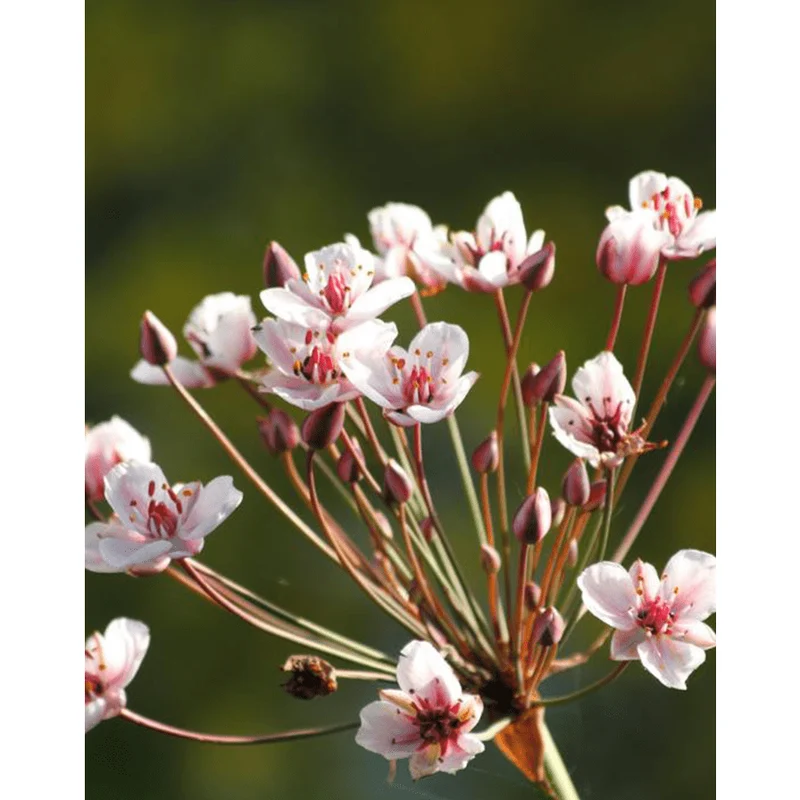 Butomus umbellatus - Jonc fleuri - Plante de berge - Par 3 pièces