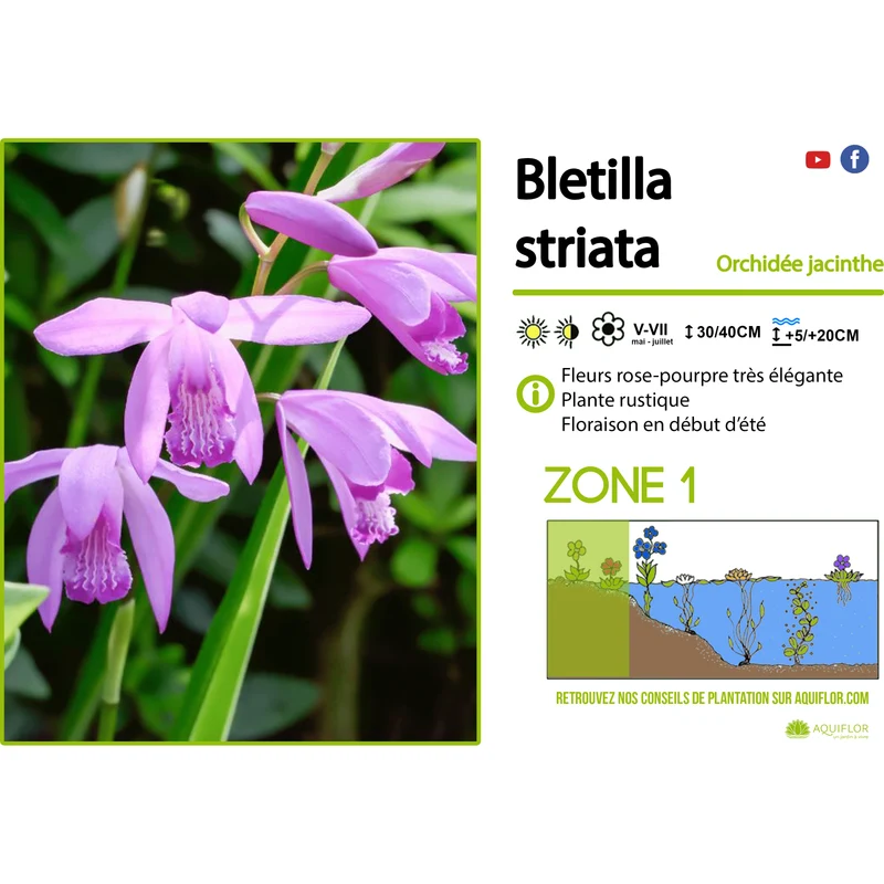 Bletilla striata - Orchidée jacinthe d'eau - Plante de berge - Par 3 pièces