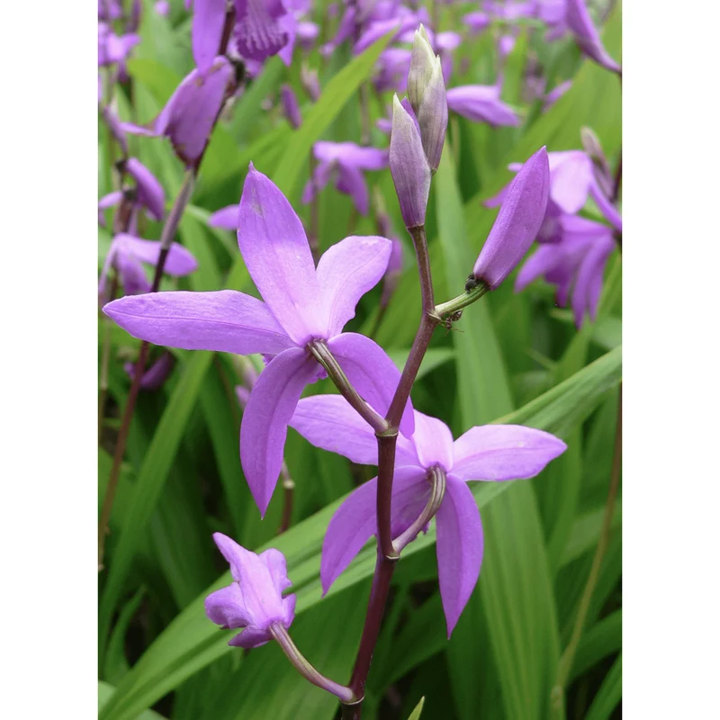 Bletilla striata - Orchidée jacinthe d'eau - Plante de berge - Par 3 pièces