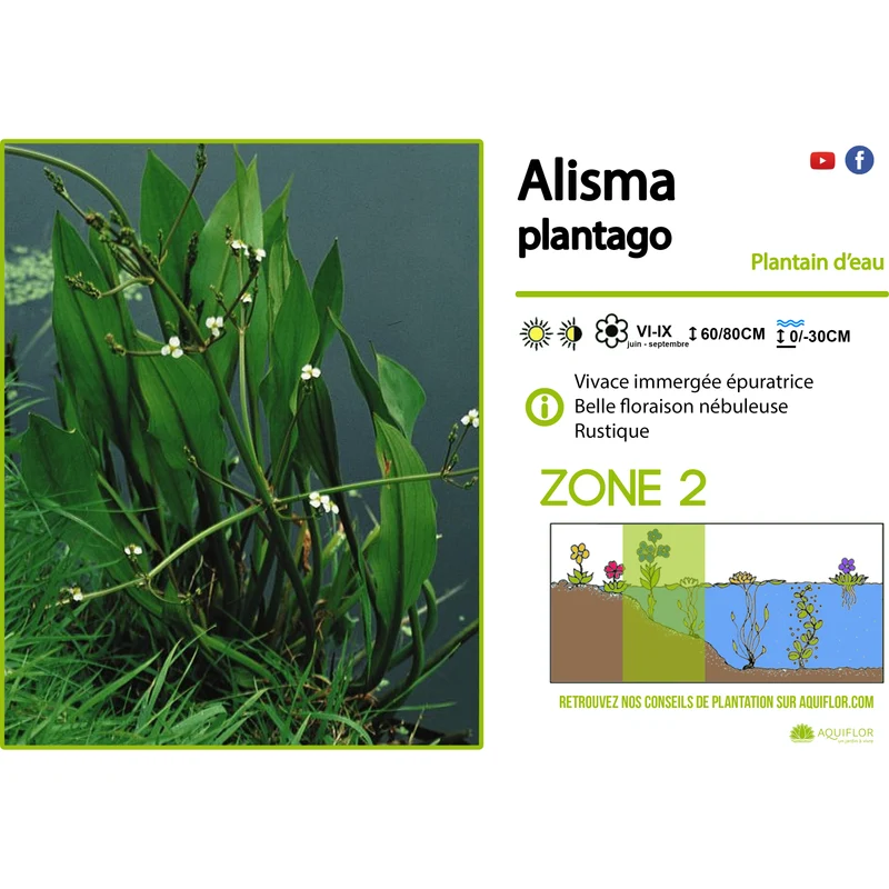 Alisma Plantago - Plantain d'eau - Plante de berge - Par 3 pièces