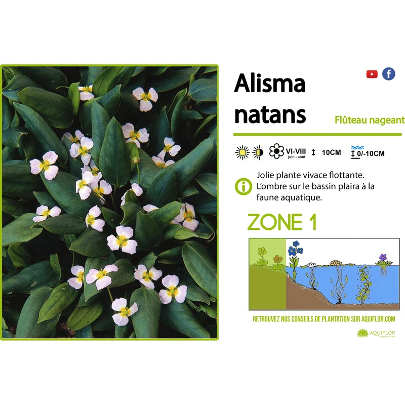 Alisma Natans - Flûteau nageant - Plante de berge - Par 3 pièces