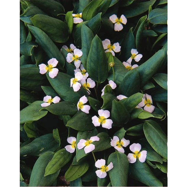 Alisma Natans - Flûteau nageant - Plante de berge - Par 3 pièces