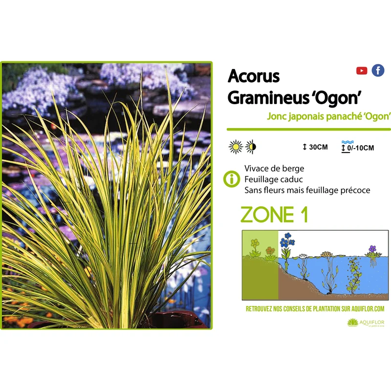 Acorus Gramineus Ogon - Jonc japonais panaché - Plante de berge - Par 3 pièces