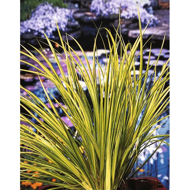 Acorus Gramineus Ogon - Jonc japonais panaché - Plante de berge - Par 3 pièces