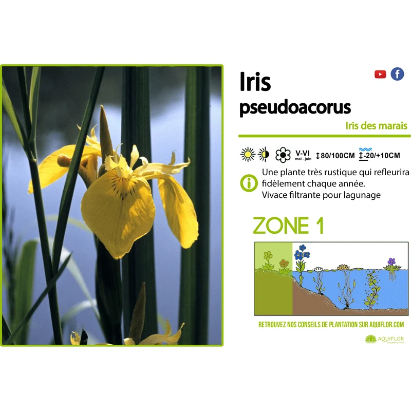 Iris Pseudoacorus - Iris de marais jaune - Plante de berge (La plus vendue!) - Par 3 pièces