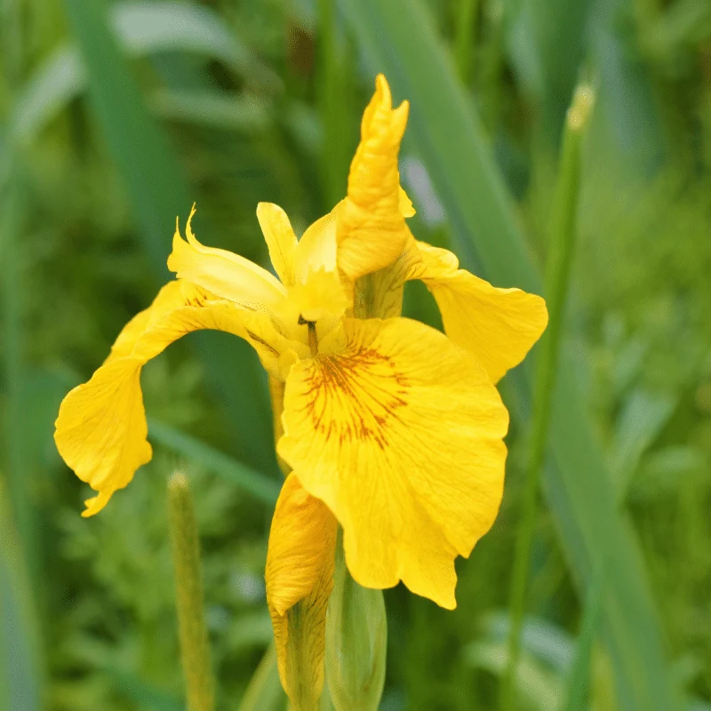 Iris Pseudoacorus - Iris de marais jaune - Plante de berge (La plus vendue!) - Par 3 pièces