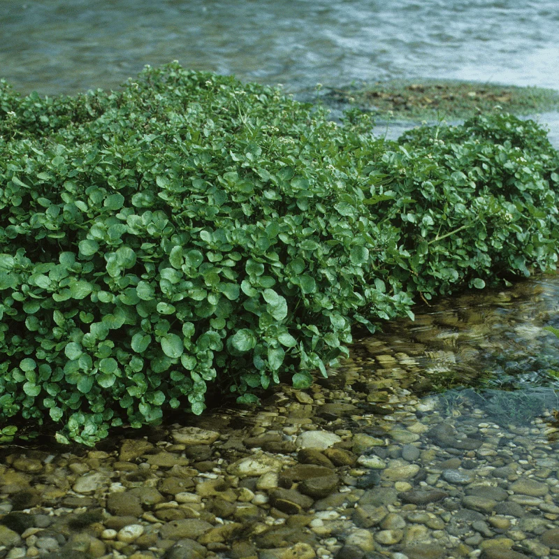 Nasturtium Officinalis - Cresson de fontaine - Plantes de berge - Par 3 pièces