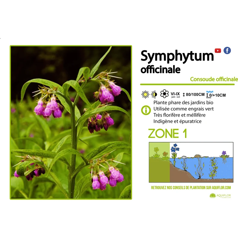 Symphytum Officinalis - Consoude officinale - Plante de berge - Par 3 pièces