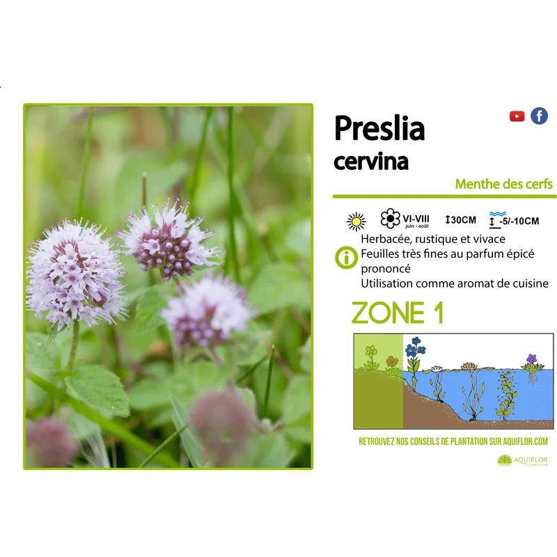 Preslia Cervina - Menthe des cerfs - Plante de berge - Par 3 pièces
