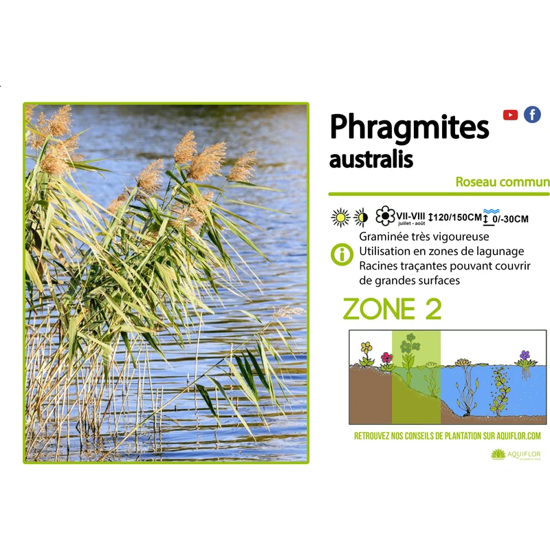 Phragmites Australis - Roseau commun - Plante de berge - Par 3 pièces