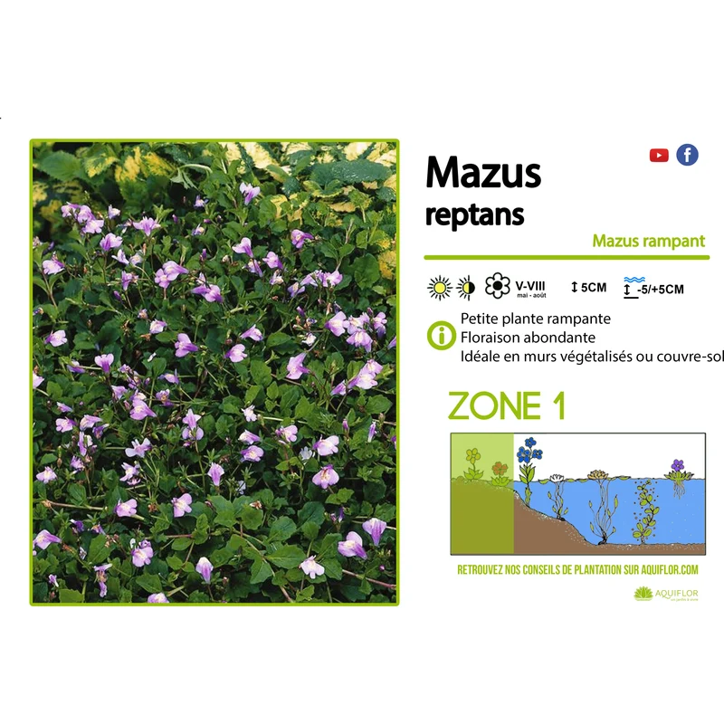 Mazus Reptans - Mazus rampant - Plante de berge - Par 3 pièces