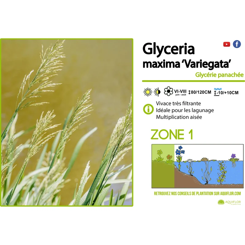 Glyceria Maxima 'Variegata' - Glycerie aquatique - Plante de berge - Par 3 pièces