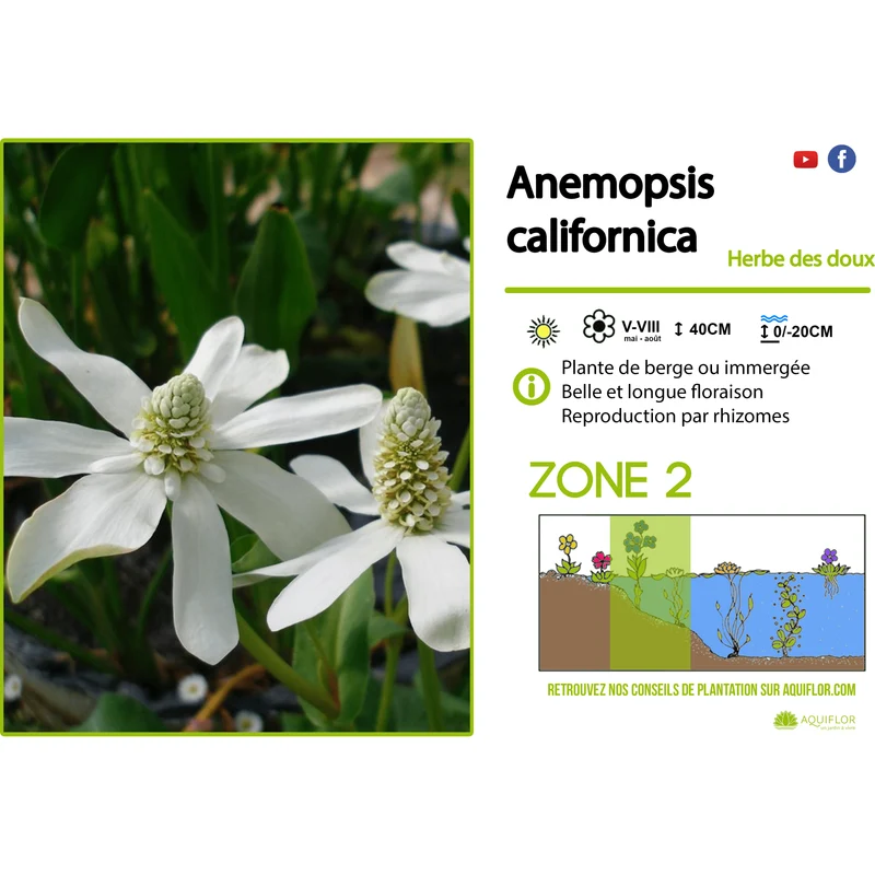 Anemopsis Californica - Anemopsis de Californie - Plante de berge - Par 3 pièces