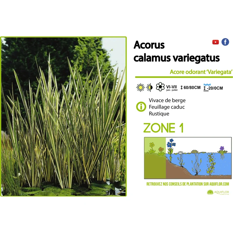Acorus Calamus Variegatus - Jonc japonais panaché - Plante de berge - Par 3 pièces