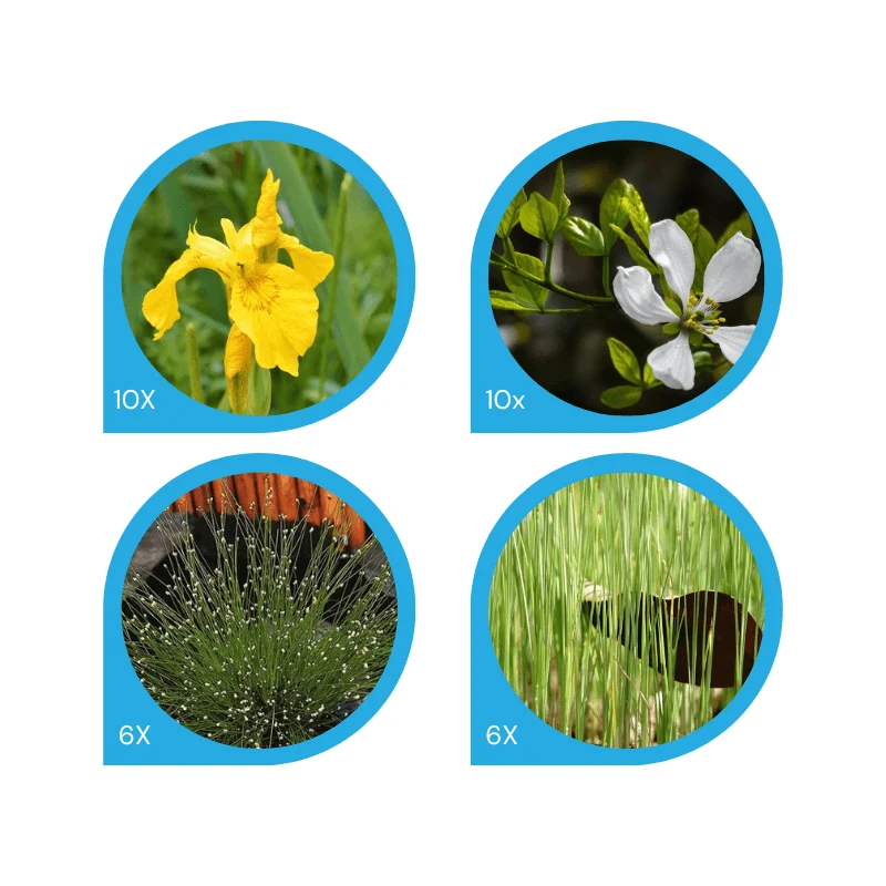 Pack de plantes filtrantes - 32 plantes pour lagunage de environ 2m²