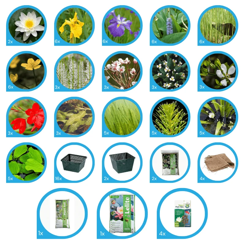 Pack de plantes aquatiques - 70 plantes pour bassins jusqu'à 5000 litres