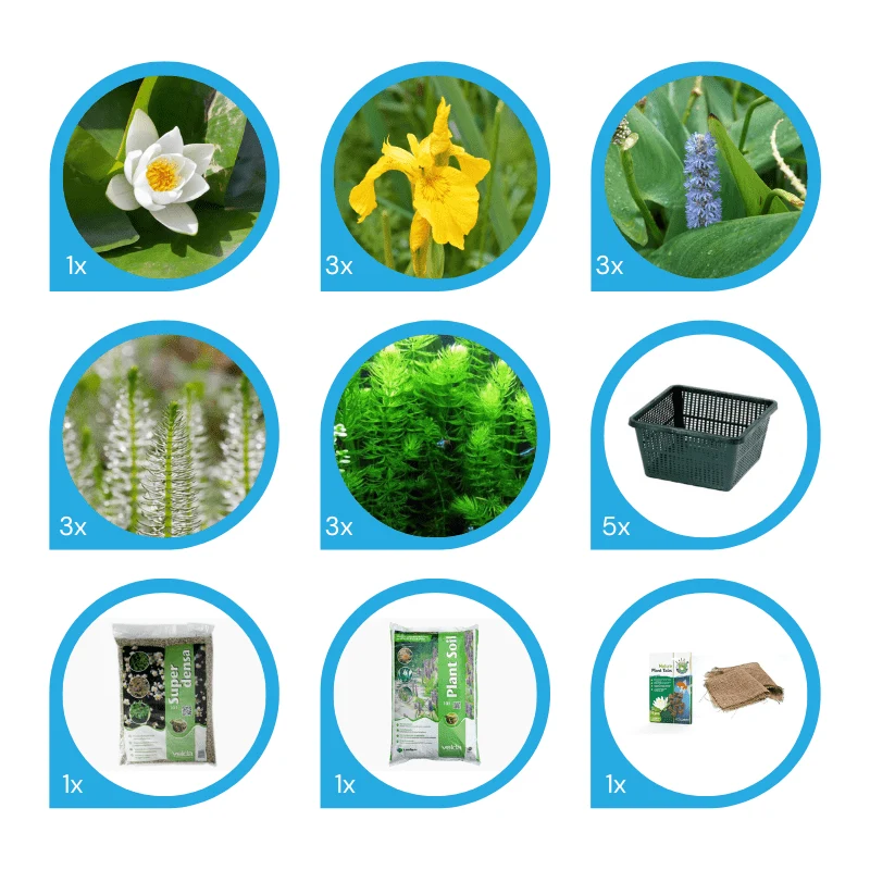 Pack de plantes aquatiques - 13 plantes pour bassins jusqu'à 1000 litres