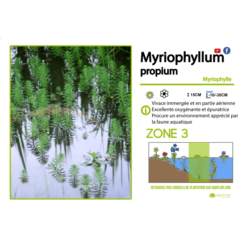 Myriophyllum Propium - Myriophylle Propium - Plantes de berge - Par 3 pièces
