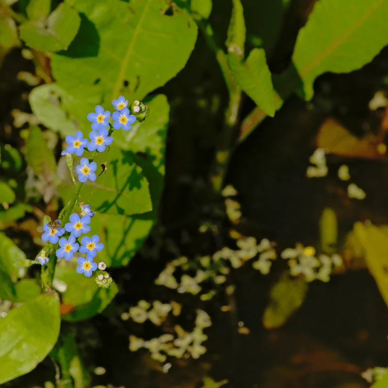 Myosotis Palustris - Myosotis des marais - Plantes de berge - Par 3 pièces