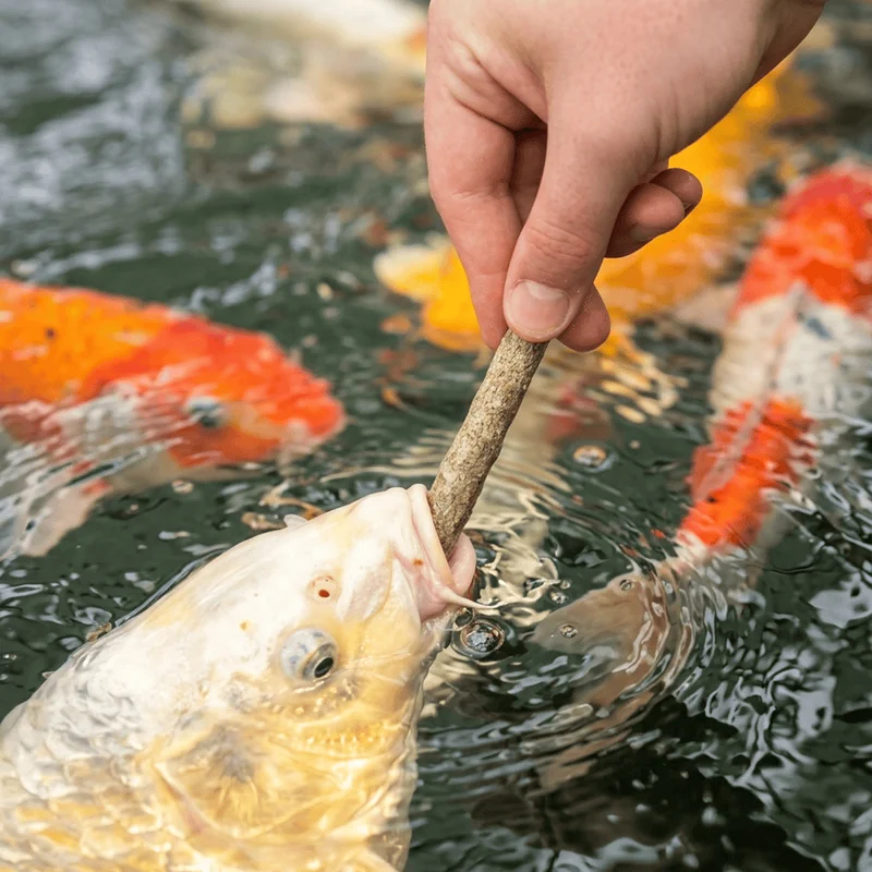 Aquifood Koï Stick Friandises pour carpes koïs Aquifood - 120G