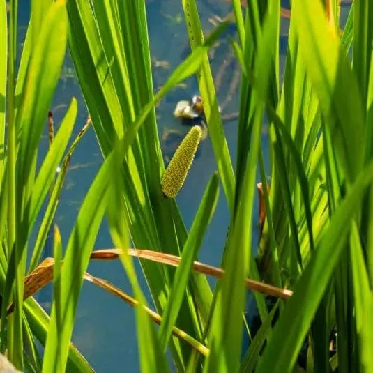 Acorus Calamus - Jonc odorant - Plante de berge - Par 3 pièces