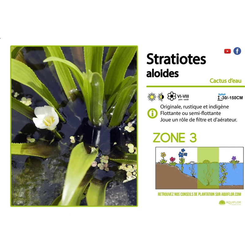 Stratiotes aloides (aloés d'eau) - Plante oxygénante flottante